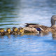 Female Mallard Duck And Ducklings