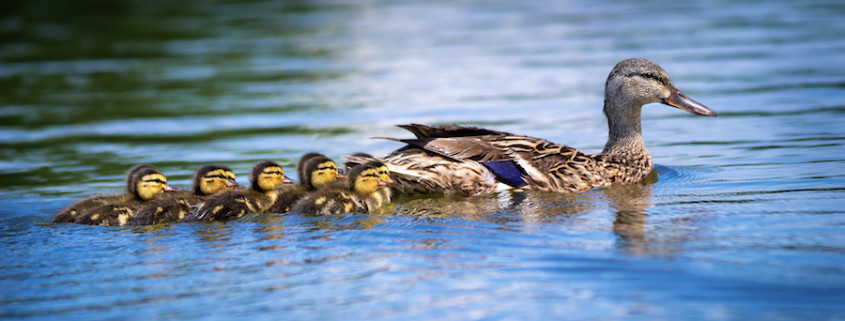 Female Mallard Duck And Ducklings